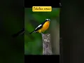 Download Lagu burung sikatan emas #kicaumaniabird #burungsikatan