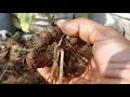 Download Lagu Harvesting Arvi From Pot // How To Grow Taro (Arvi) Complete Information//