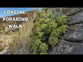 Download Lagu Coastal foraging walk + easy home recipes