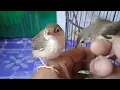 membedakan jantan dan betina burung prenjak sawah/klik klik/ciblek sawah