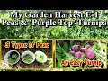 My Garden Harvest E-1 Three Types of Peas and the Easy to Grow Purple Top Turnip