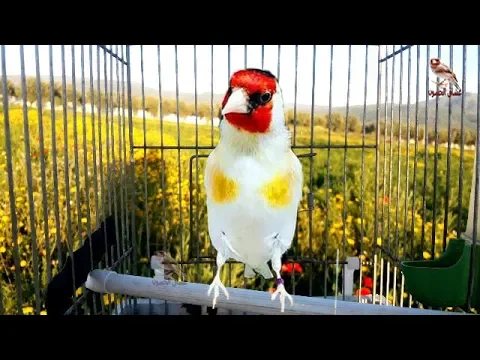 Download MP3 Best three hours singing goldfinch, to teach young