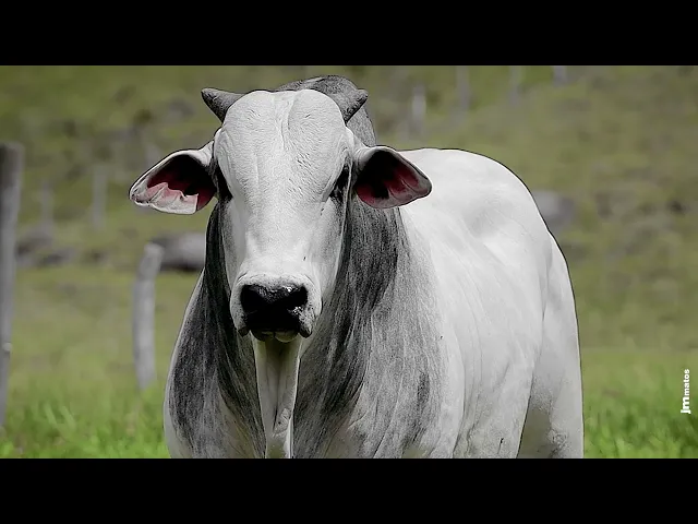 Touro Nelore FBRA - 220