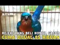 Download Lagu DILUAR  NALAR !!  KOLIBRI WULUNG GACOR CUMA DIJUAL 85 RIBUAN DI PASAR BURUNG PRAMUKA HARI INI