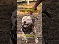 Download Lagu Why Pitbulls Are the Ultimate Power Dogs? #pitbull