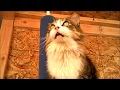 Walmart Cat Craft Carpet Tree Review Cheapest most Affordable Cat Condo 124003