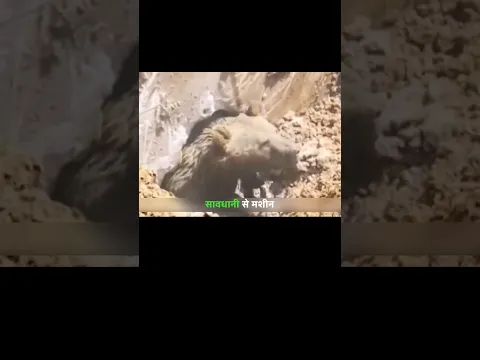 जेसीबी की खुदाई मे एक भालू निकला। | A Bear Was Found During JCB Excavation | #bear #animal | #shorts
