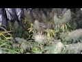 GROW SEASON 7 10 WEEKS FLOWER PLATINUM LED REMO NUTRIENTS