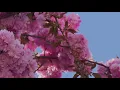 Zen Meditation - Mellow Tone - Dean & Dudley Evenson
