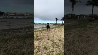 SUBSCRIBE !!!! ❤️🐾❤️ #fypシ #Fyp #Dream #pets #doberman