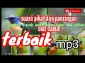 Download Lagu suara pikat burung suit damar !! tledekan gunung cocok buat pancingan dan pikat !!