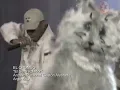 EL CHOMBO  El Gato Volador