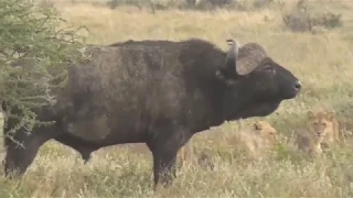 lions vs buffalo tanzania safari highlights