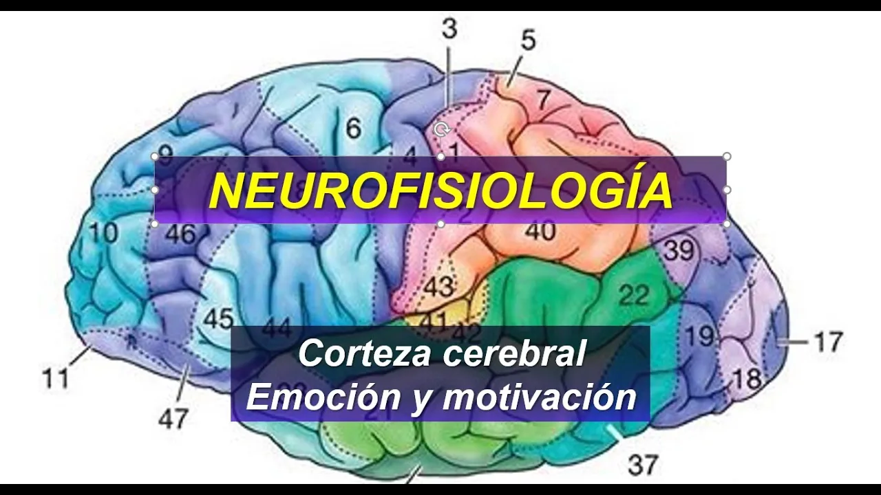 Curso Neurofisiología B | Dra Abate | Clase 14: Emoción y motivación