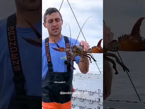 Human VS Lobster 🦞🙎‍♂️