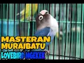 Download Lagu 🔴MASTERAN MURAIBATU || Suara burung Lovebird NGEKEK.
