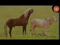 COW AND HORSE CROSS