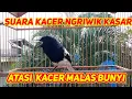 Lagu suara kacer ngriwik kasar cocok buat mancing kacer macet atau kacer malas bunyi