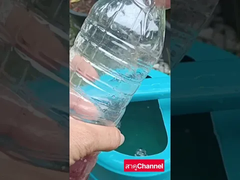 น้อยคนที่รู้!! ทำแบบนี้ #มะนาวโครตดก #ใบไม่หงิก อีกต่อไป #เกษตร #สาคูchannel