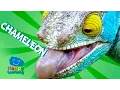 Download Lagu Video's voor kinderen | Chameleon voor kinderen (educatieve video)