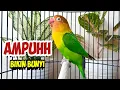 Download Lagu SUARA BURUNG LOVEBIRD NGEKEK PANJANG TERAMPUH BUAT PANCINGAN LOVEBIRD AGAR CEPAT NGEKEK GACOR