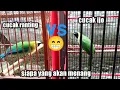 Download Lagu Cucak ijo vs cucak Ranting Download Lagu Cucak ijo vs cucak Ranting