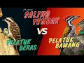 Lagu Masteran Kombinasi Saling Tembak | Pelatuk Beras Vs Pelatuk Bawang
