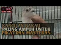 Download Lagu SUARA PIKAT DAN MASTERAN‼️Suara Burung Kancilan Bakau , diputar dua menit dijamin langsung nyaut