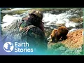 Download Lagu How To Survive Getting Up Close To Brown Bears | Risk Takers