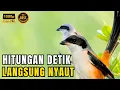 Download Lagu 🔴 Suara cendet gacor FULL MATERI KASAR AMPUH, PANCINGAN CENDET AGAR BUNYI BIKIN  CENDET GACOR #4