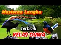 Download Lagu De beste zeldzame stenen ekstermeester, laat alle vogels de gacor volgen