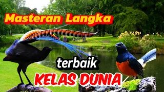 masteran murai batu langka terbaik bikin semua burung ikutan gacor