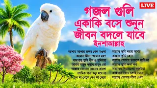 🔴 Live Gojol | রাত্রি বেলায় ঘুমানোর আগে গজল গুলি শুনুন মনে শান্তি আসবে | Beautiful Bangla Gojol