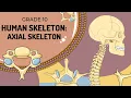 Human Skeleton AXIAL SKELETON