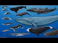 Whale Size Comparison Animated Size Comparison 2026