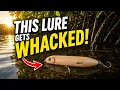 Fishing the Super Spook Jr for Tampa Bay Snook The Wakes Were INSANE