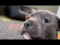 Cute Puppy dog with hiccups runs to cuddle his sister having a bad dream Brodie s a blue Staffy pup