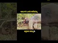 Download Lagu ಅರ್ಜುನ ಹೊತ್ತಿದ್ದೂ ಅಂಬಾರಿಯನಲ್ಲ ಕನ್ನಡಿಗರ ಪ್ರೀತಿ ಹೃದಯಗಳನ್ನ #arjuna #elephant #shorts