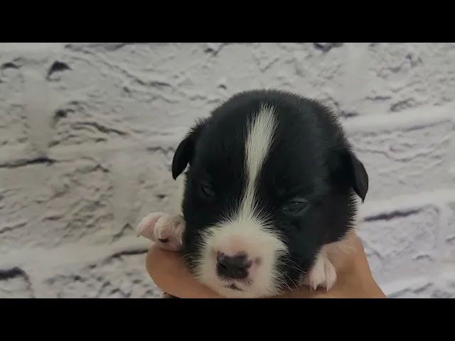 動画