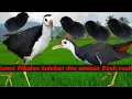Download Lagu suara pikat ruak ruak indukan dan anakan❗Terbukti ampuh