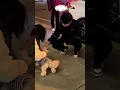 Download Lagu Paraboy Playing With Fan's Pet Dog!!🐩 #pel #pubgmobile #shorts