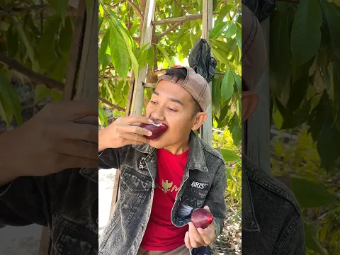 Jambu air jamaika warnanya cantik, ukurannya menarik, dan rasanya bikin penasaran #jambujamaika