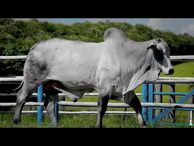 Touro Nelore SGN - 2424