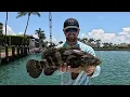 Marco Island is INFESTED with this fish