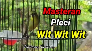 Download Masteran Pleci Nembak Wit Wit Wit Mudah Masuk MP3