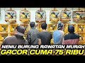 Lagu CEK HARGA TLEDEKAN GUNUNG MERAPI, TLEDEKAN GARUT, JENGGOT JAWA, KONIN NATUNA, DLL DIKIOS PB PRAMUKA