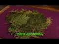 Making Cedar Medicine