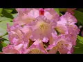 Macro Flowers 4K 60fps - Nature Relax Video + Amazing Birds Singing (8 Hours) - Episode 2