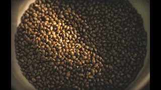 mean gene cannabis seed storage tips u0026 tricks ganjier