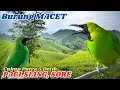 Download Lagu 99% suara Pancingan yang banyak dicari pecinta cucak ijo Lomba